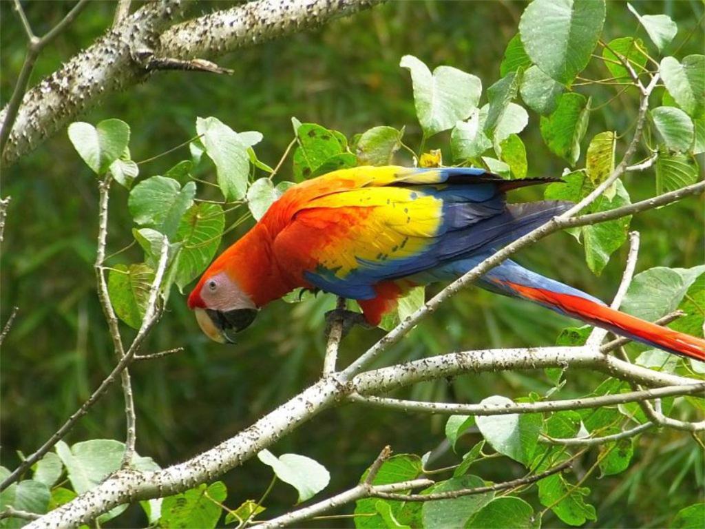 Cabana Itze La Fortuna Exteriör bild